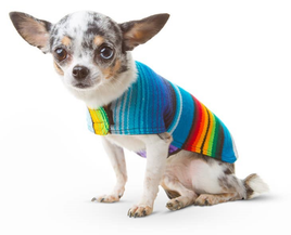 Pet Clothing & Accessories - Pet Boutique