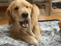 Dog chewing on a bone toy on a rug indoors