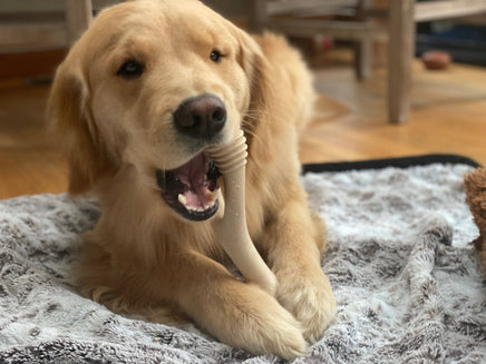 Dog chewing on a bone toy on a rug indoors