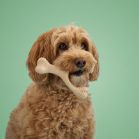 Dog holding a bone-shaped toy against a green background