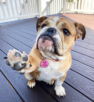 Personalized Pet ID Dog Tag w/ QR Code - Cute but Psycho 