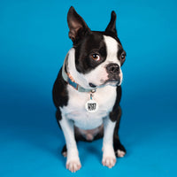 Pet ID Tag with Engraved QR Code / Escape Artist Expert - Blue