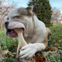 Dog chewing on a bone-shaped chew toy in a park setting