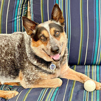 Dog ID Tag w/ Personalized QR Code - Welcome to the Barkside
