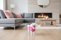 white dog wearing a cute pink swater