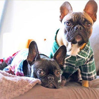 Two French Bulldogs wearing plaid pajamas sitting on a couch.