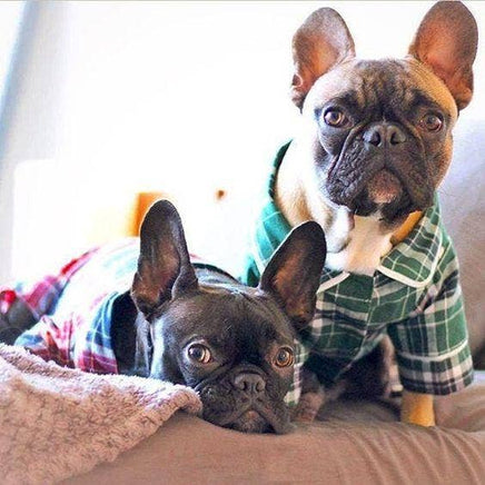 Two French Bulldogs wearing plaid pajamas sitting on a couch.