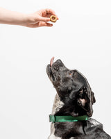 Organic Vegan Baked PB&J Dog Treats - Peanut Butter & Jelly Dog Treats