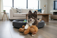Dog playing with a plush toy on a wooden floor