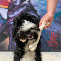 Dog playing with a toy in front of a colorful abstract painting