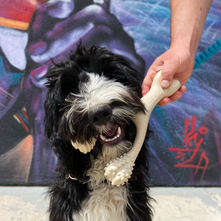 Dog playing with a toy in front of a colorful abstract painting