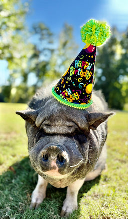 Pig wearing a colorful party hat with 'Happy Birthday' text on grass