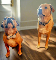 Two dogs wearing bow ties sitting on a wooden floor in a living room.