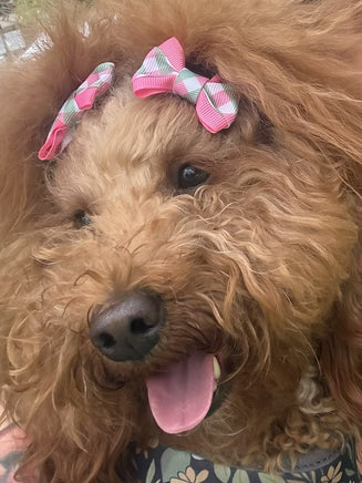 A close-up of a fluffy golden-brown dog wearing two pink and green plaid hair bows, with its tongue out.