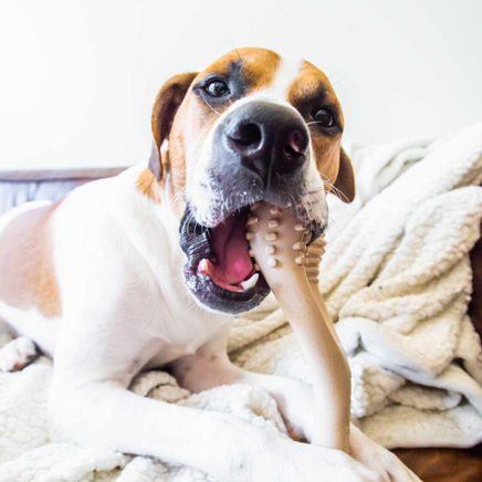 Dog chewing on a bone toy with a white blanket in the background
