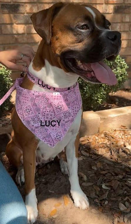 personalized pet collar with embroidered name and phone number