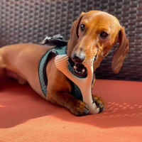 BetterBone HARD -Durable All Natural Dog Toy / Small or Large