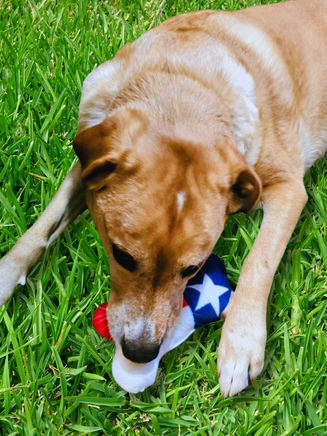 Texas flag dog toy with squeaker