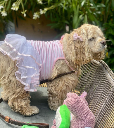 Dog wearing a pink outfit with a white ruffled skirt, sitting on a chair next to a pink plush toy.