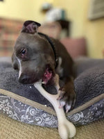 Dog chewing on a bone on a textured surface with a blurred background