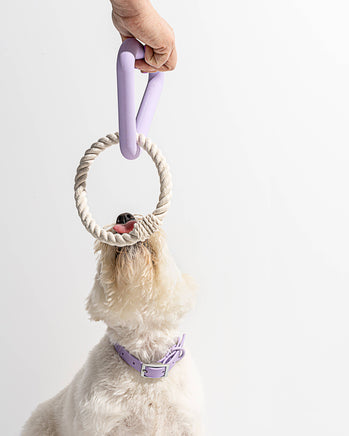 Dog Shew Toy interactive Dog Toy